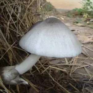 Organic Paddy Straw Mushroom