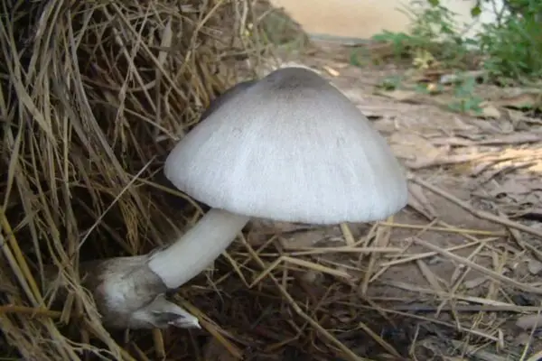 Organic Paddy Straw Mushroom
