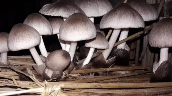 Organic Paddy Straw Mushroom - Image 2