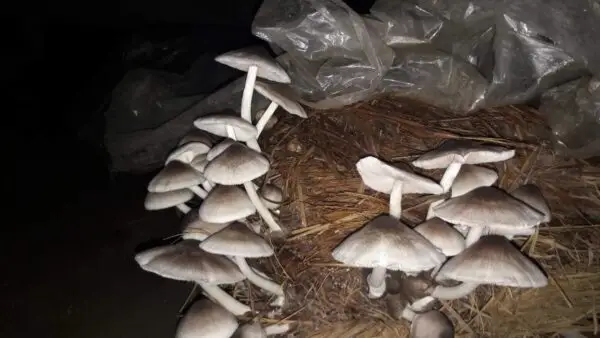 Organic Paddy Straw Mushroom - Image 3