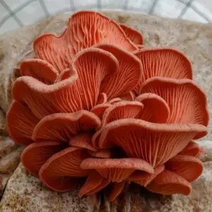 Pink Oyster Mushroom Spawn (Pleurotus djamor)