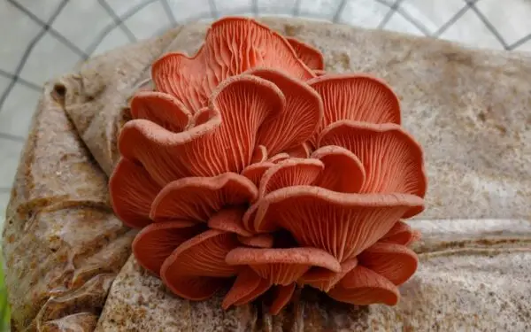 Pink Oyster Mushroom Spawn (Pleurotus djamor)