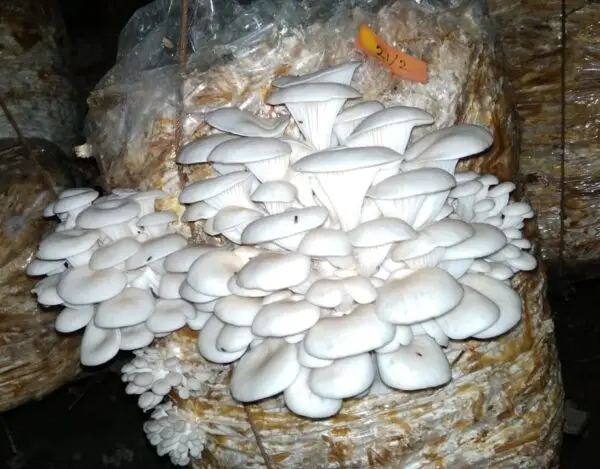 White Oyster Mushroom Spawn (Pleurotus ostreatus) - Image 2