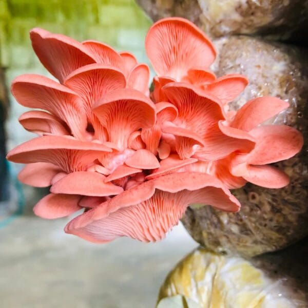 Pink Oyster Mushroom Spawn (Pleurotus djamor) - Image 3