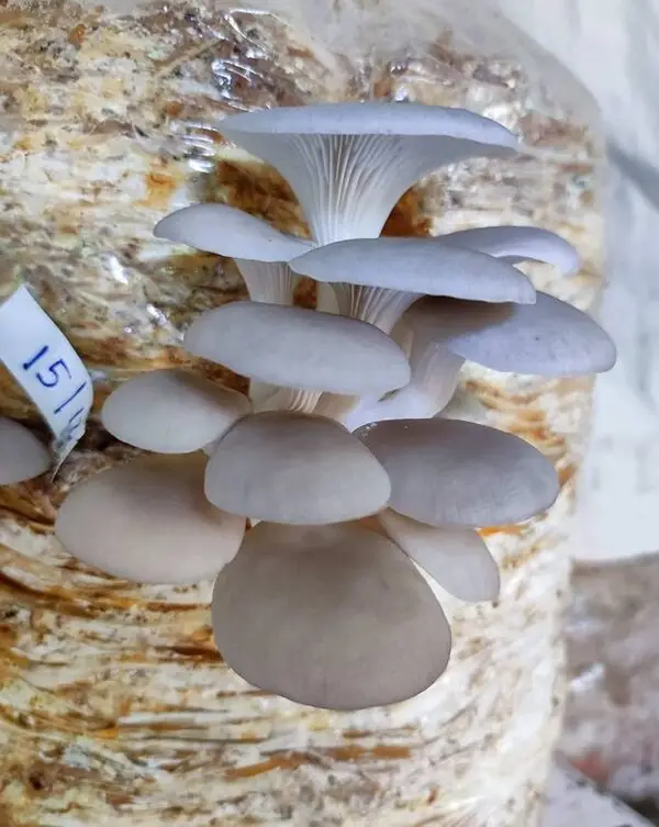 White Oyster Mushroom Spawn (Pleurotus ostreatus) - Image 3