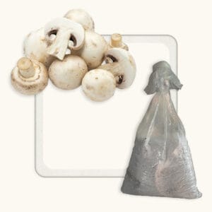 Button Mushroom Spawn (Agaricus Bisporus)