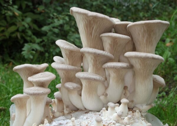 King Oyster Mushroom Spawn (Pleurotus Eryngii) - Image 2