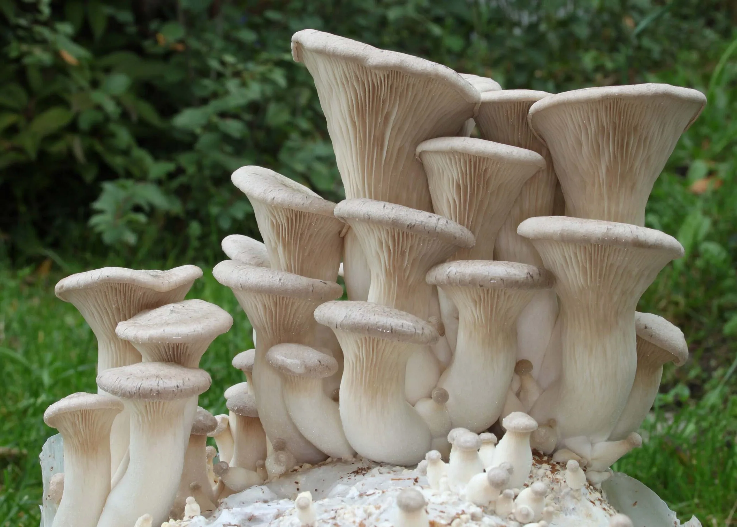 King Oyster Mushroom Spawn (Pleurotus Eryngii) - Image 2