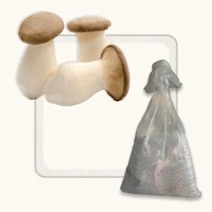 King Oyster Mushroom Spawn (Pleurotus Eryngii)