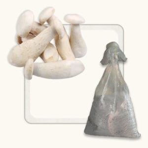Milky Mushroom Spawn (Calocybe Indica)