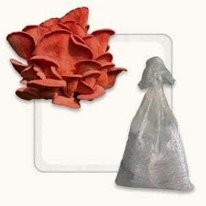 Pink Oyster Mushroom Spawn (Pleurotus djamor)