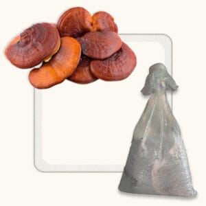 Reishi Mushroom Spawn (Ganoderma Lucidum)