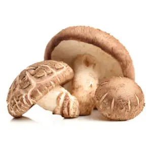 Shiitake Mushrooms (Lentinula edodes)