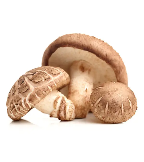 Shiitake Mushrooms (Lentinula edodes)