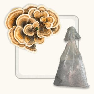 Turkey Tail Mushroom Spawn (Trametes Versicolor)