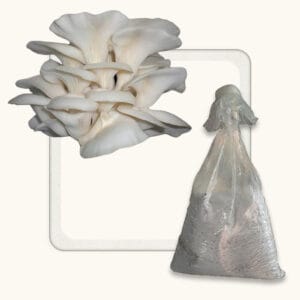 White Oyster Mushroom Spawn (Pleurotus ostreatus)