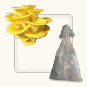 Yellow Oyster Mushroom Spawn (Pleurotus citrinopileatus)