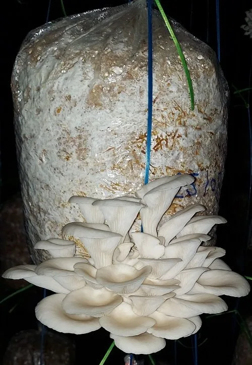 White Oyster Mushroom Spawn (Pleurotus ostreatus) - Image 3