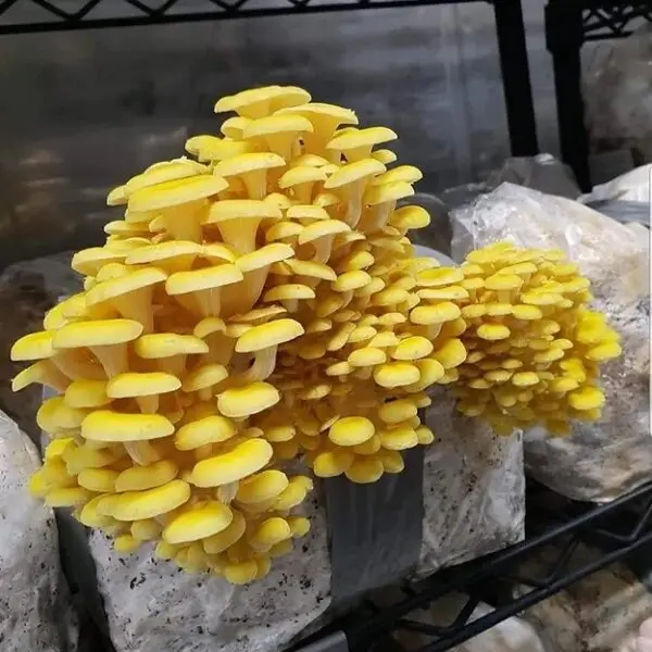 Yellow Oyster Mushroom Spawn (Pleurotus citrinopileatus) - Image 2