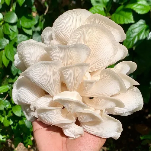 White Oyster Mushroom Spawn (Pleurotus ostreatus) - Image 2