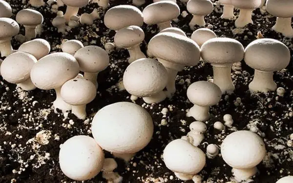 Button Mushroom Spawn (Agaricus Bisporus) - Image 3