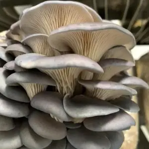 Sajorcaju Oyster Mushroom Spawn (Lentinus sajor-caju) Grey Oyster