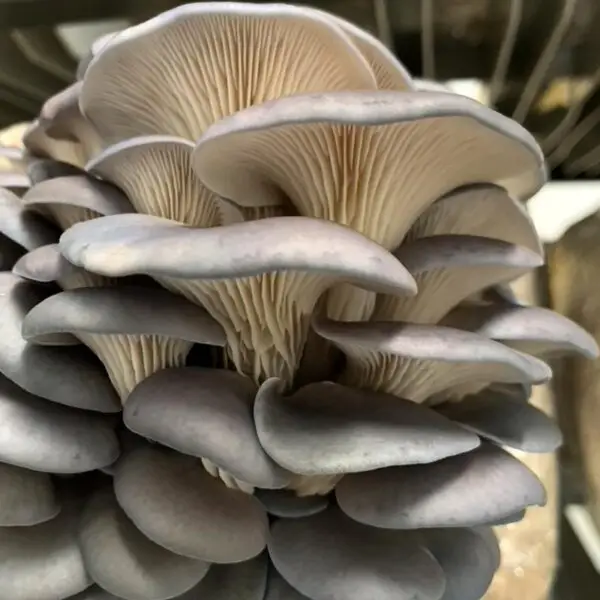 Sajorcaju Oyster Mushroom Spawn (Lentinus sajor-caju) Grey Oyster