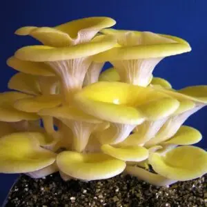 Yellow Oyster Mushroom Spawn (Pleurotus citrinopileatus)