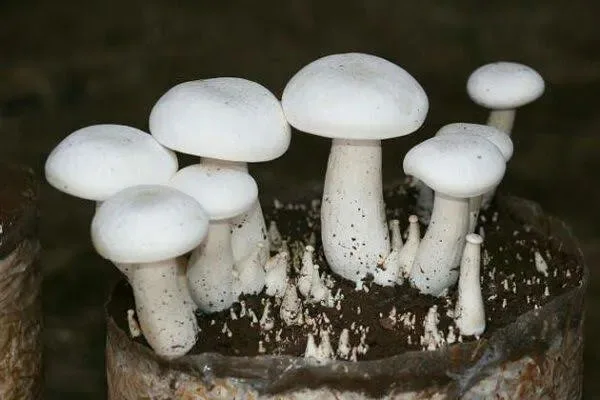 Milky Mushroom Spawn (Calocybe Indica) - Image 2