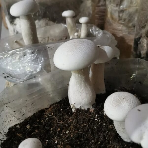 Milky Mushroom Spawn (Calocybe Indica) - Image 3