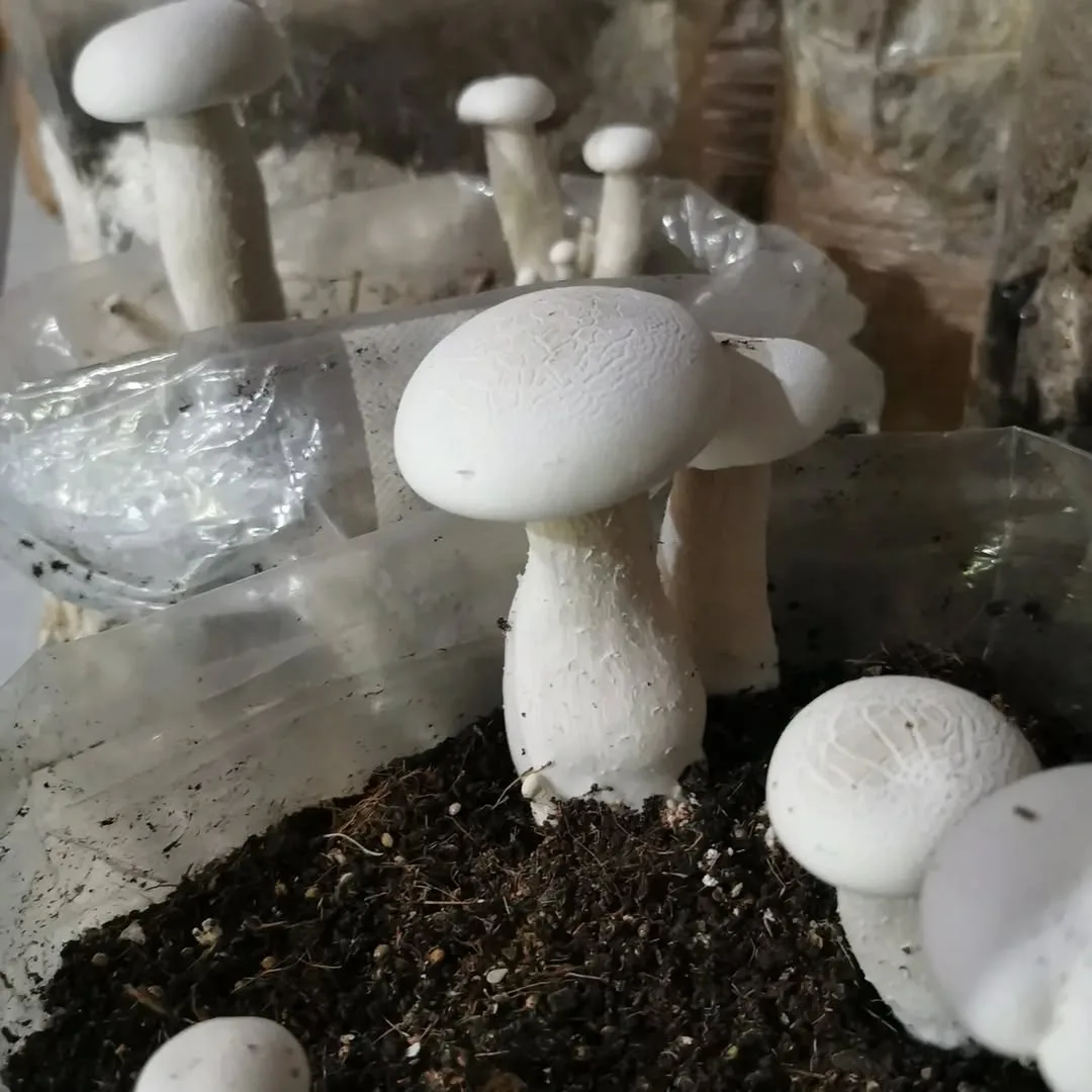 Milky Mushroom Spawn (Calocybe Indica) - Image 3