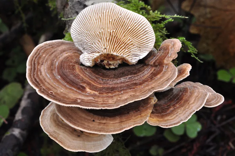 Turkey Tail Mushroom Spawn (Trametes Versicolor) - Image 2